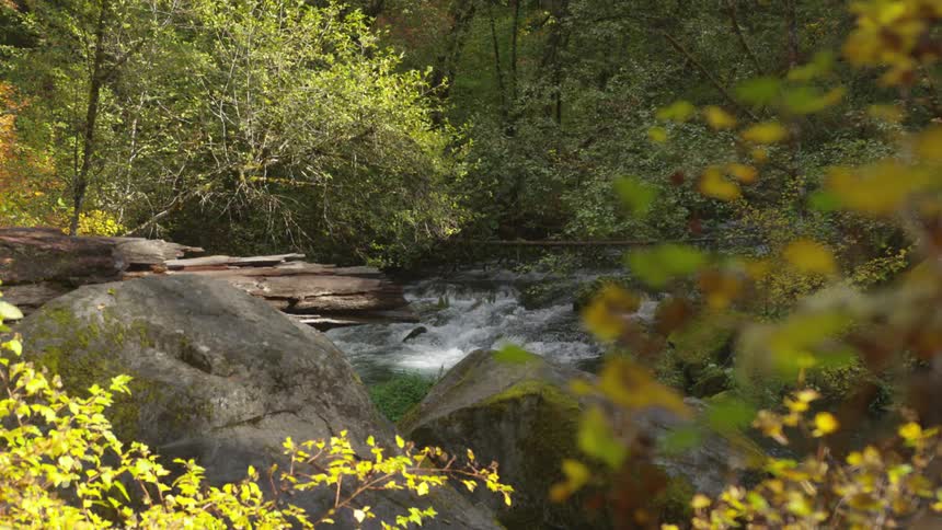 A small stream with a current of water passing between stones and around there is a forest