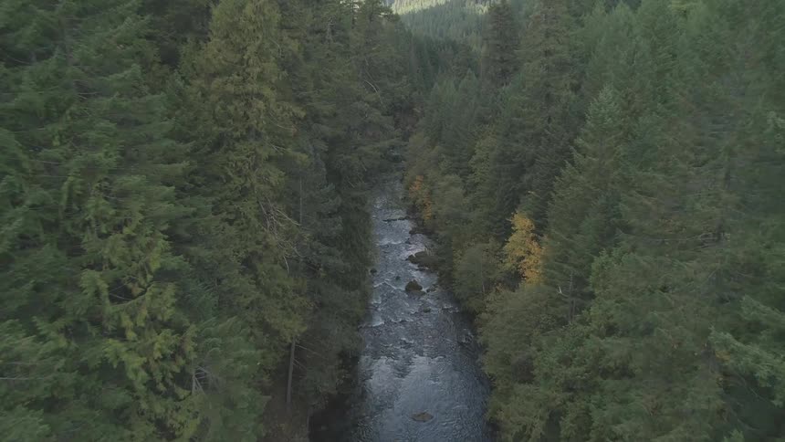 A long river passes through a forest filled with tall pine trees