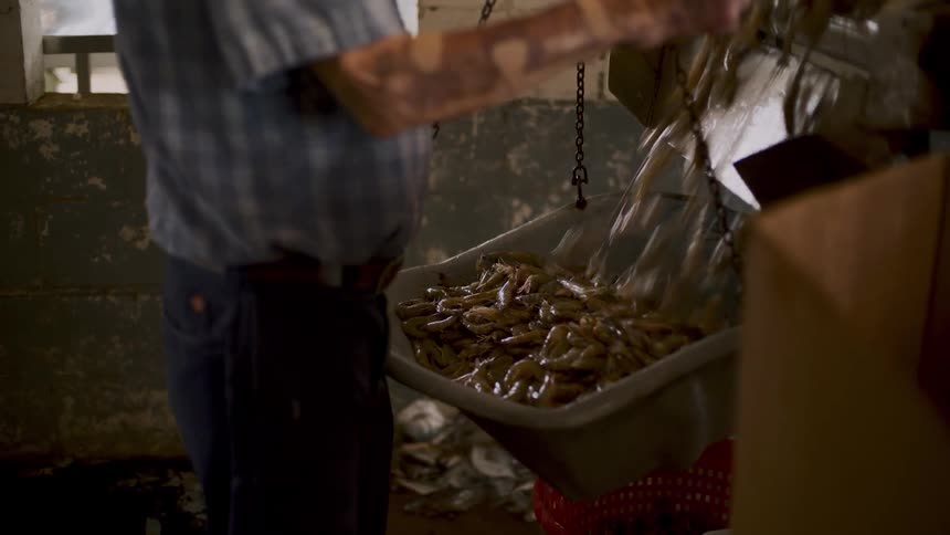 A man pouring a batch of shrimps into a bucket