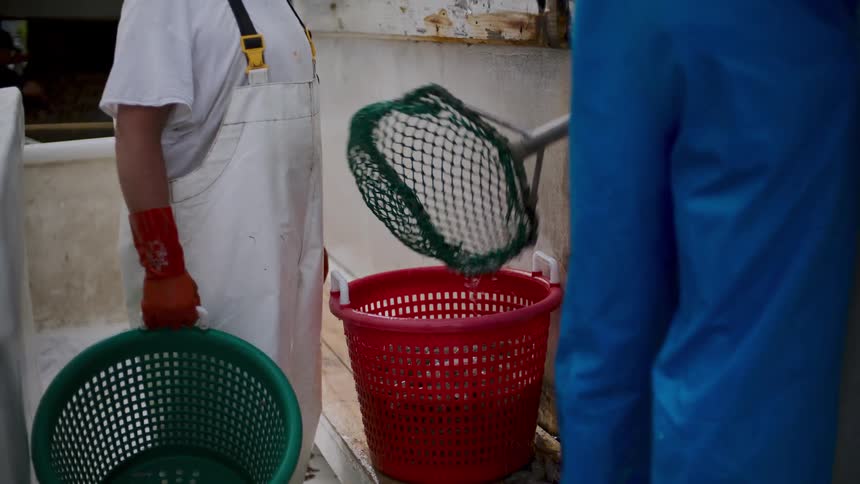 The fisherman empties his net into a basket