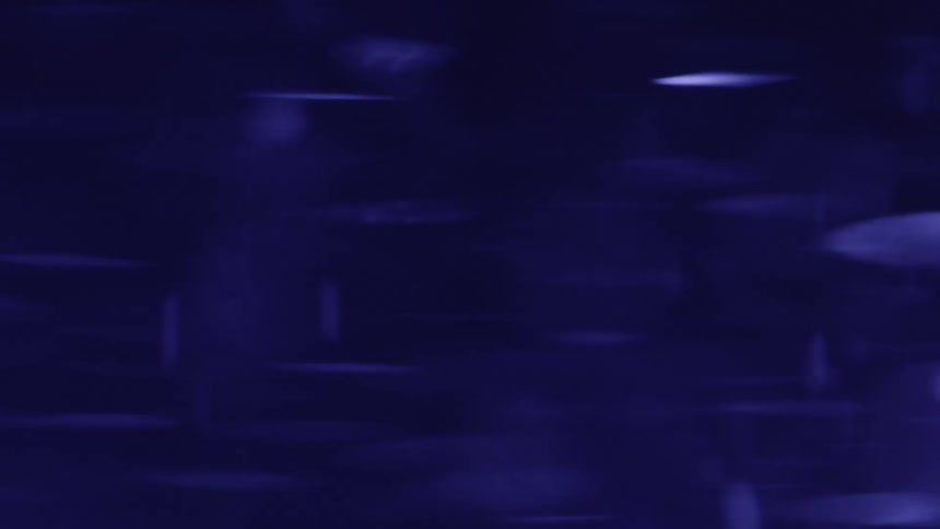Diffuse reflections in dark blue tones suggest gentle aquatic motion