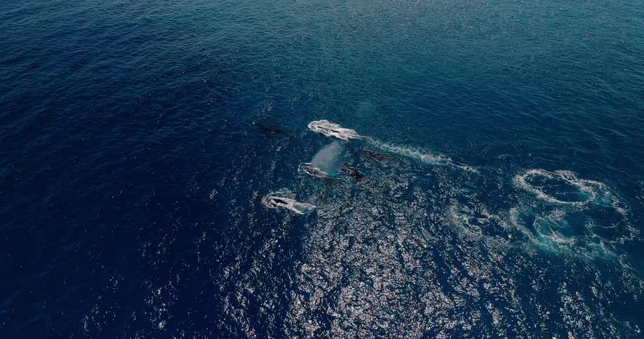 The whales swim side by side in the blue water