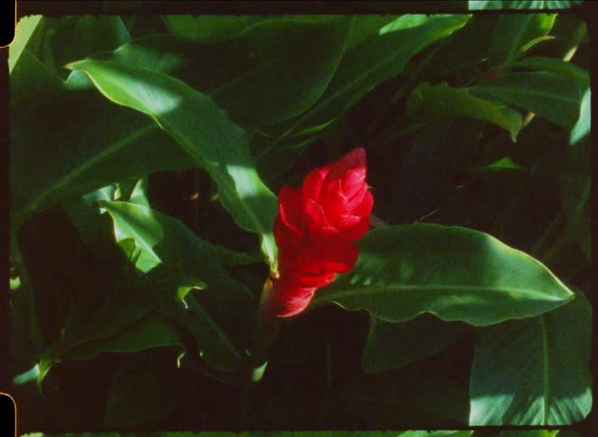 A bright red tropical flower bud is nestled among large dark green leaves