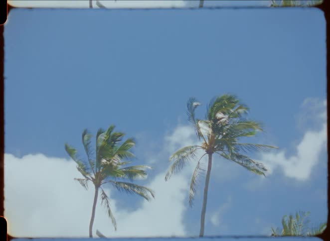 Tropical palm trees against a blue sky with clouds