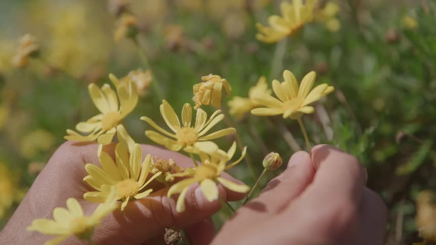 Hands holding yellow flowers