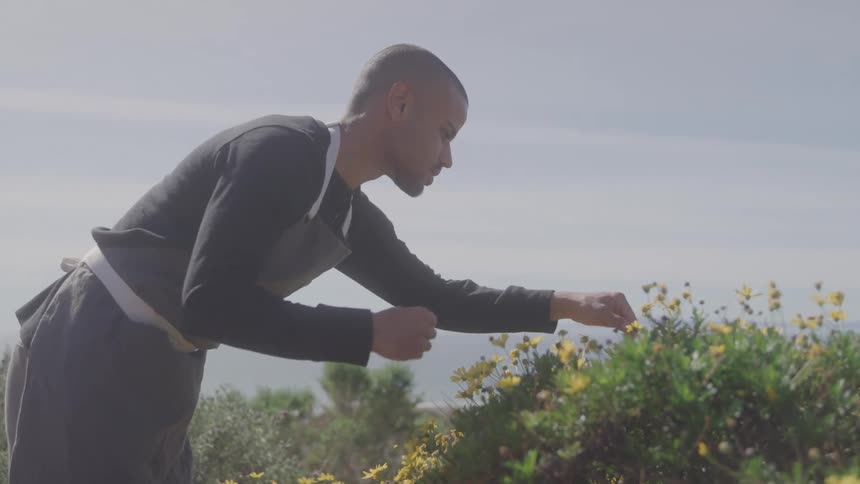 Man in apron outdoors caring for yellow flowers in a field