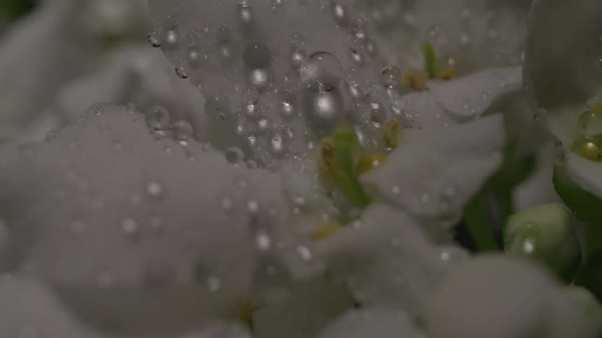 Water droplets on white orchid flower