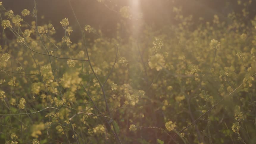 A field of plants sways under a light source