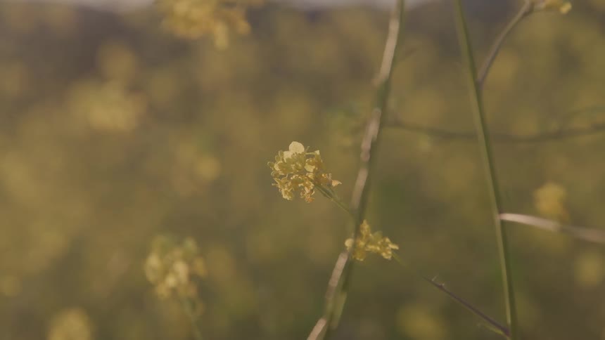 A small cluster of delicate yellow wildflowers softly illuminated by warm light against a blurry out of focus background