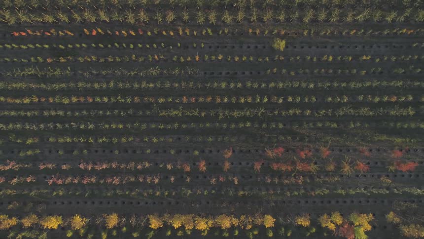 Aerial view shows rows of crops with different shades of green and red
