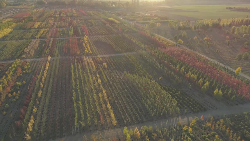 Aerial panorama of a field with tree plantations