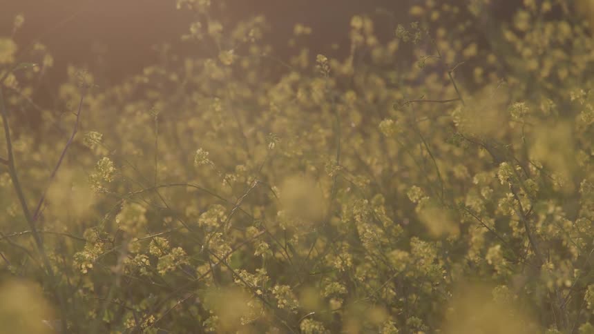 A lot of plants in a field