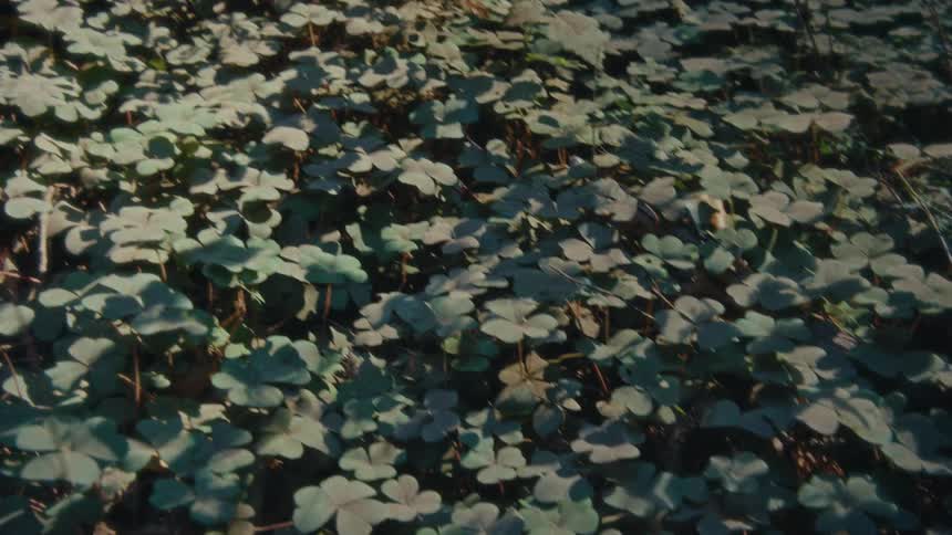 The leaves on the bushes are green