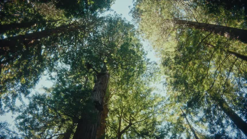 The sun is shining on the tall trees