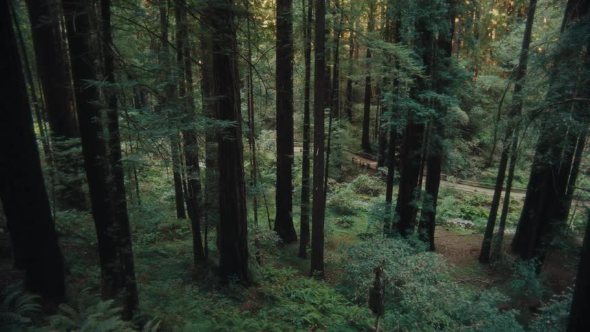Trail in a forest