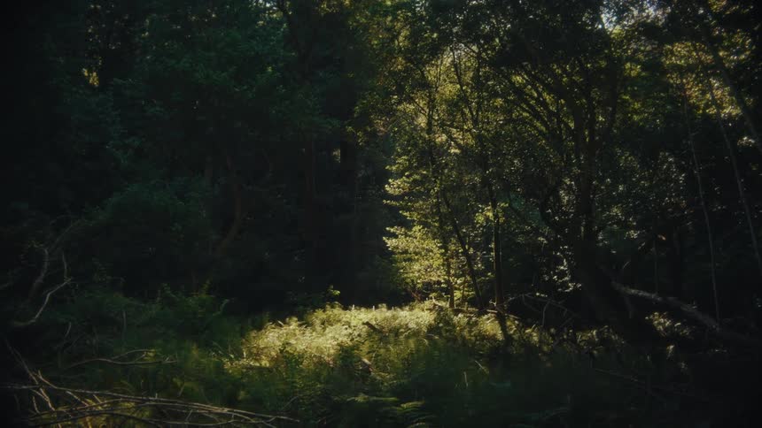 Trail of a dense forest