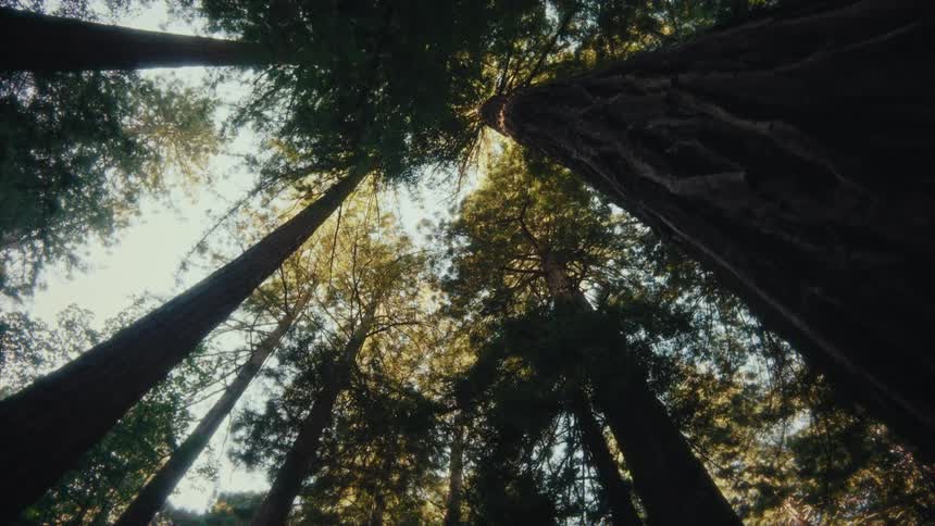 Looking up to tall trees in the forest