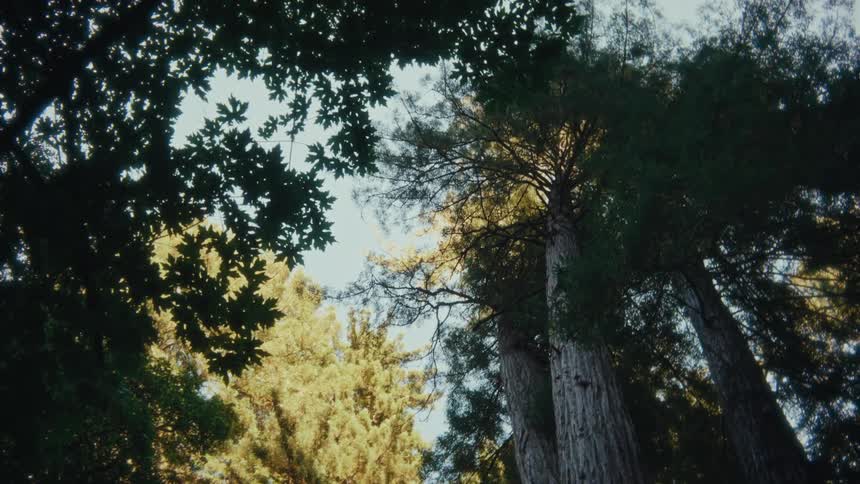 Looking up in a forest