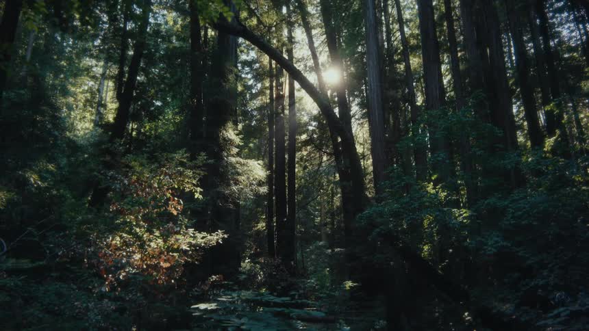 Sunlight filtering through the dense forest