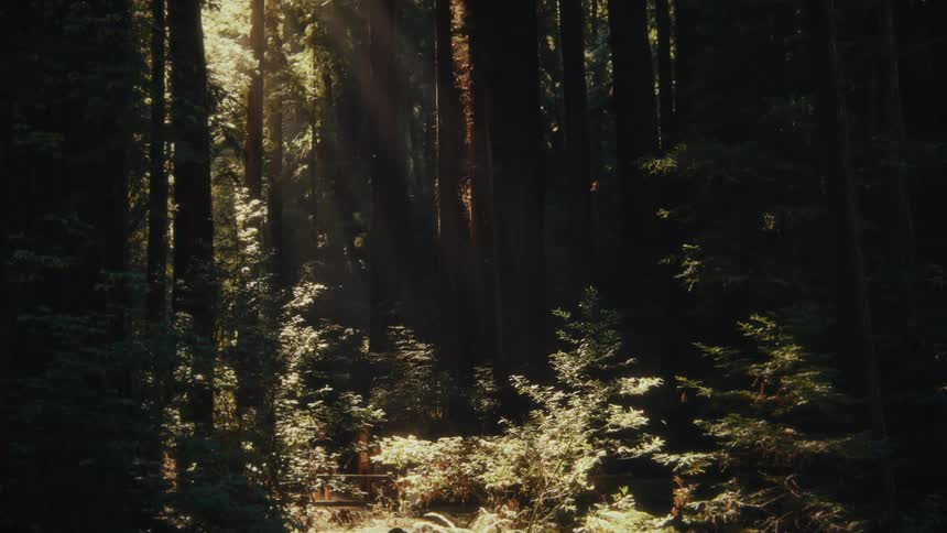 Sunlight filtering through a dense forest