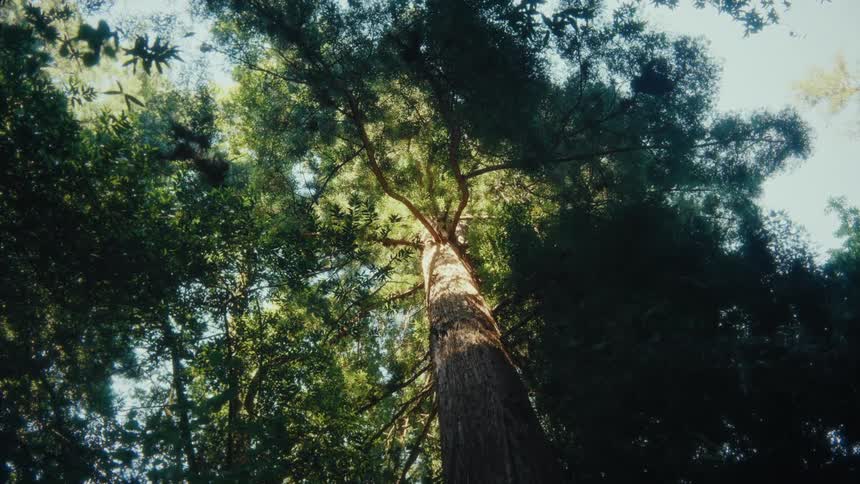 Looking up at large tree as sun filters on tree trunk