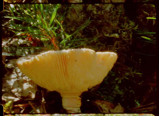 A shot from an old film shows a single white mushroom with a large ribbed cap growing on the forest floor the scene has a vintage slightly grainy texture with film sprockets visible at the top and bottom of the frame
