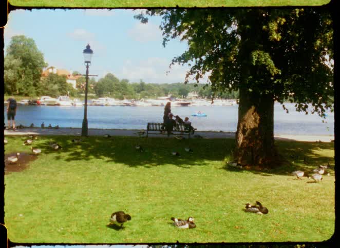People walk along a path near a body of water while geese are on the grass