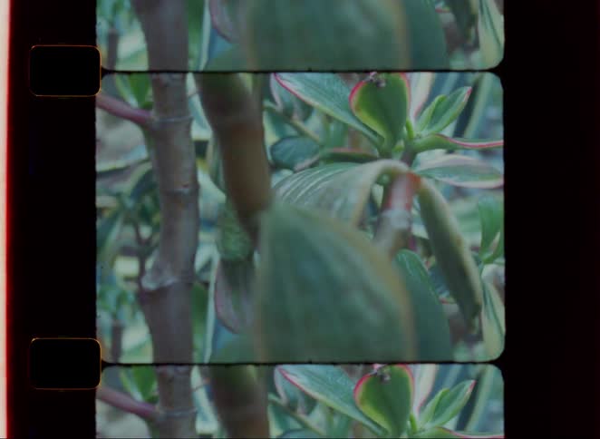 Several lush plants