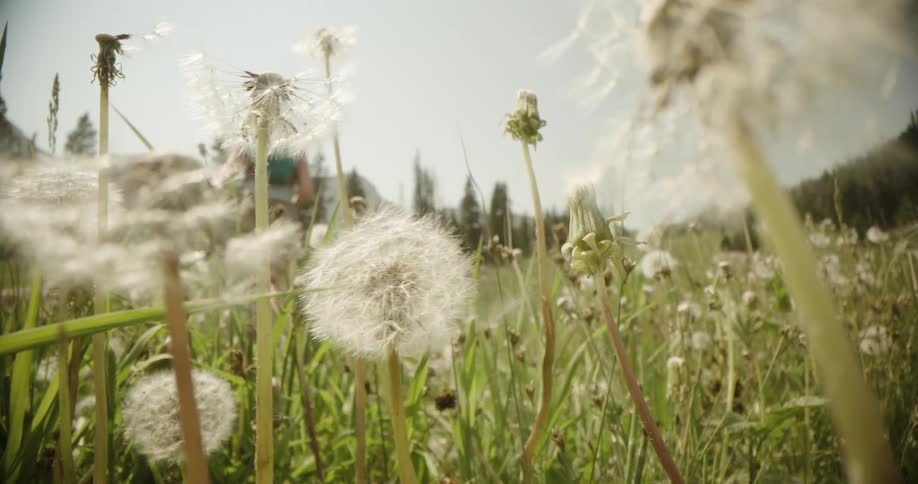 A young woman runs through a field with flowering plants outdoors during daytime