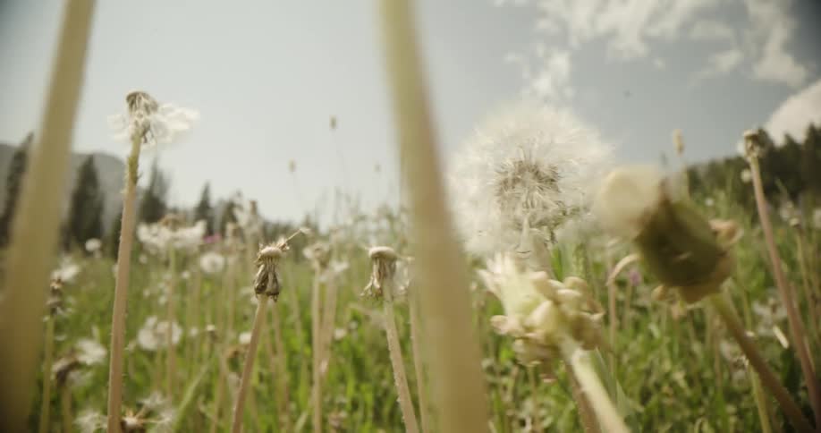 A field of dandelions