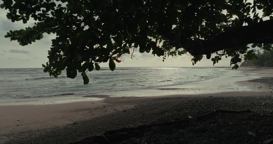 A beach with a tree by the shore
