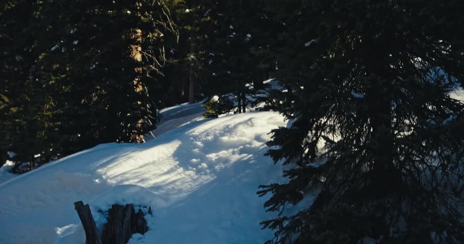 Snow covers the ground among pine trees in a mountain forest