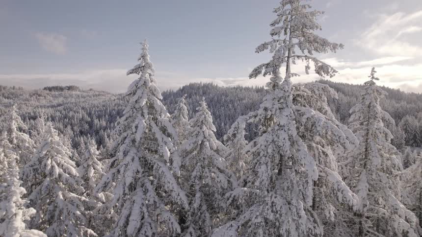 Aerial of freshly snow covered trees in the wilderness after a storm