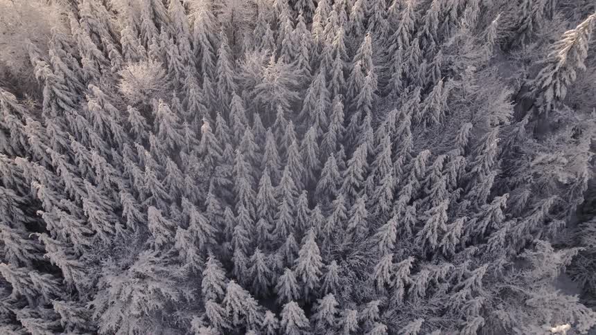 Snowcovered forest seen from above