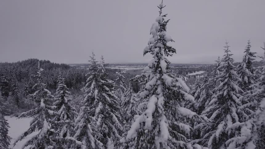 A person is shown walking through a snowy forest with a camera angled to show the snowcovered pine trees in the background the sky is overcast but there is no snow falling