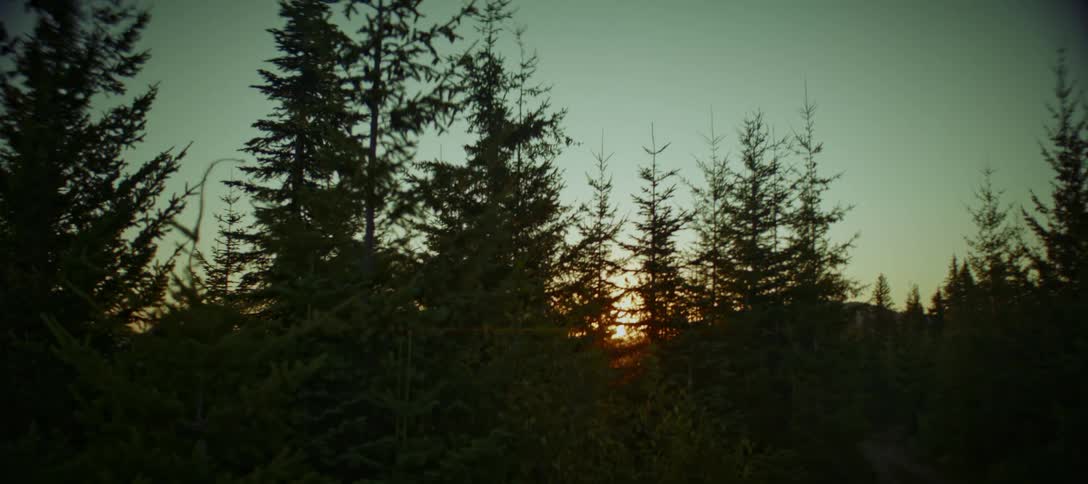 Sun setting behind pine trees in a forest