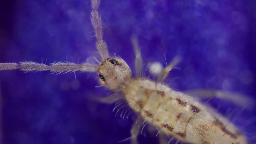 Springtail with antennae on a purple surface