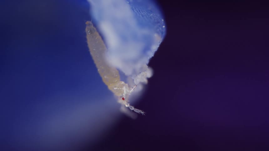 A tiny white microscopic insect
