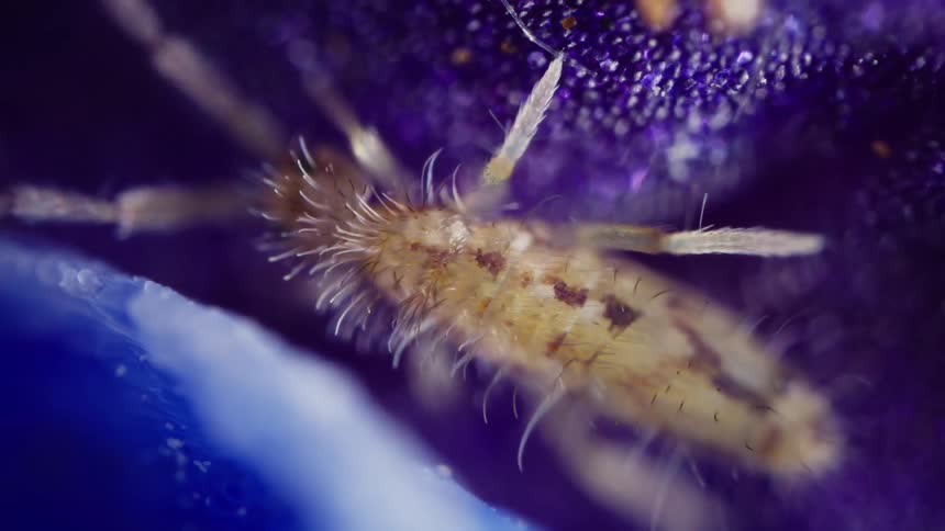 Elongate springtail walking on surface of purple flower with plant cells visible