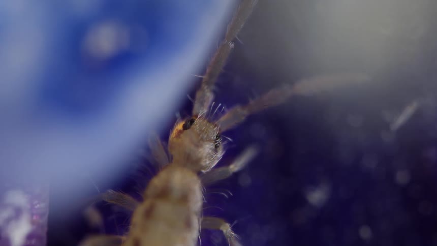 Springtail in macro view on a purple surface
