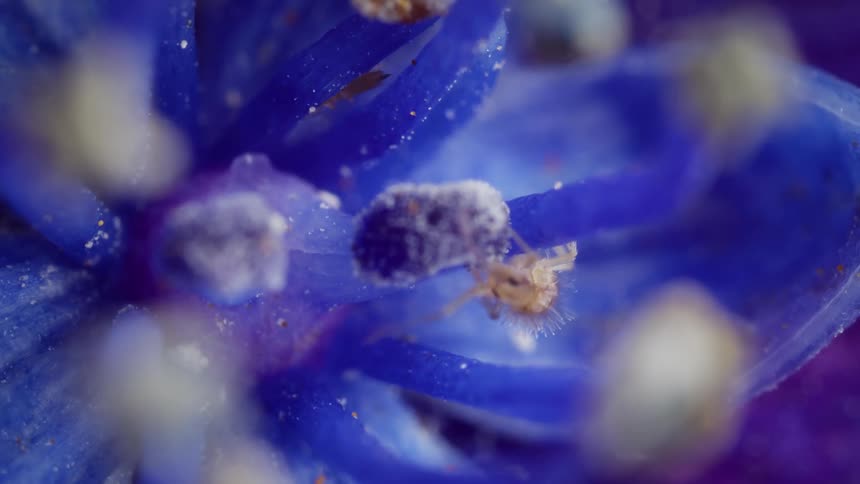 Tiny springtail walking on a purple flower