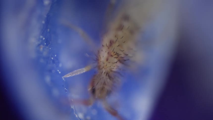 A microscopic bug foraging for food