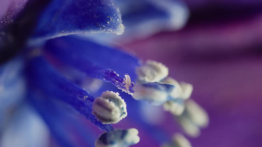 Small insect on a filament of a flower with pollen