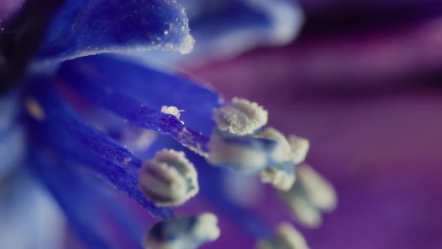 A tiny bug on a plant