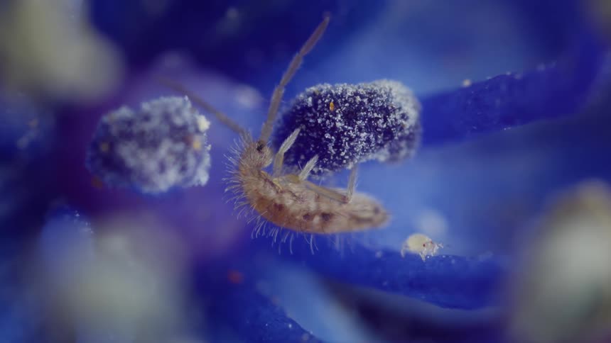 Extreme closeup of an elongate springtail on anther of a blue flower