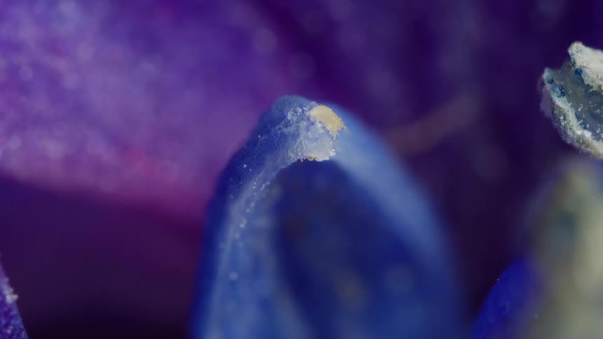 Thrips nymph walking on a purple flower