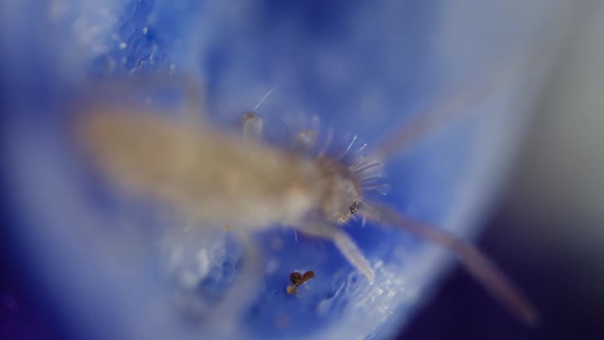 The white insect moves