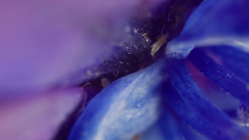 A couple of insects meet in a flower