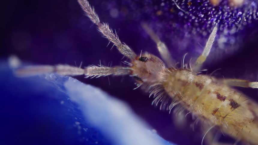 Elongate springtail in macro view among a purple flower