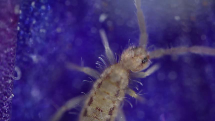 Extreme close up of an elongate springtail crawling and eating on a blue surface